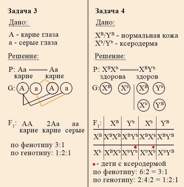 Наследование сцепленное с полом. конспект биология. подготовка к егэ, огэ, дви