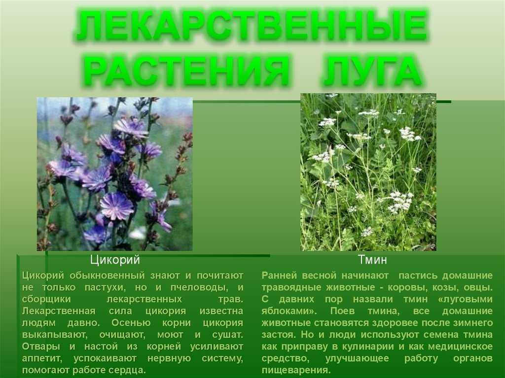 Исследование геоботаники лугов и изменения их биомассы в зависимости от типов лугов