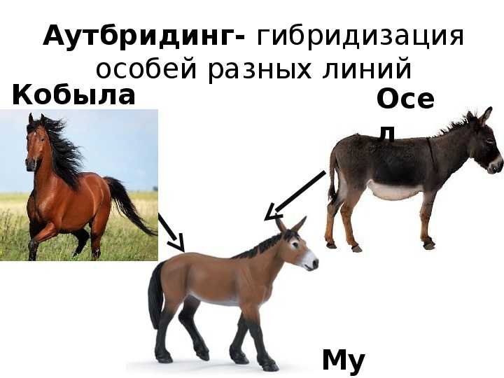 Разведение сельскохозяйственных животных