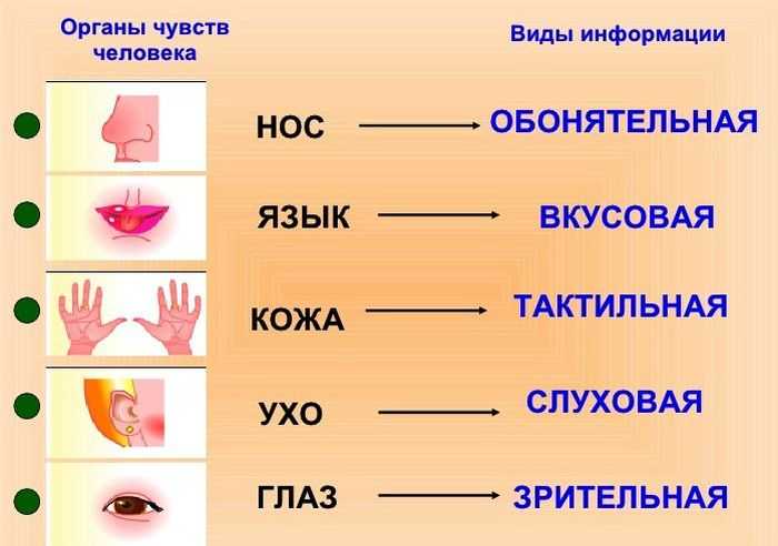 Краткая характеристика кабана / sus-scrofa.okis.ru