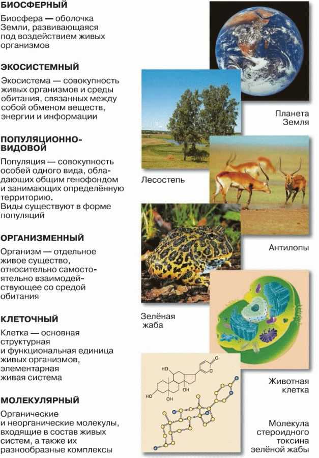 Methodology for studying the «struggle for existence» topic within the university course «theory of evolution»