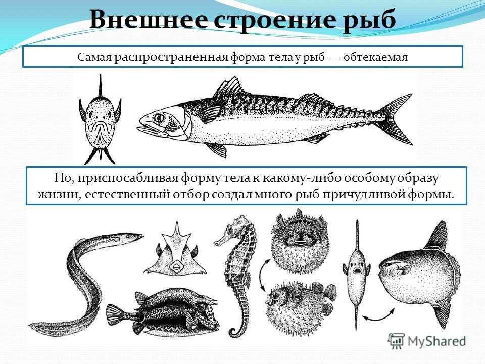 Особенности внешнего строения рыб