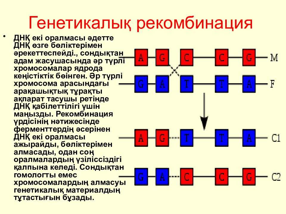 Молекулярная эволюция