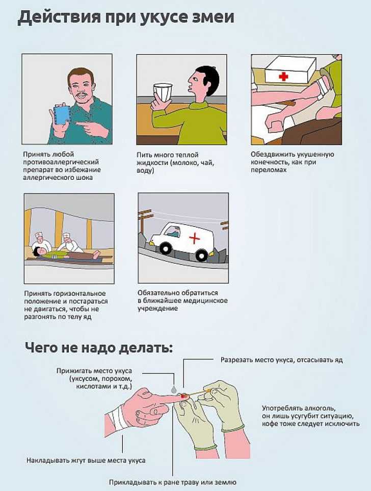 Змеиный яд: полезные свойства и применение