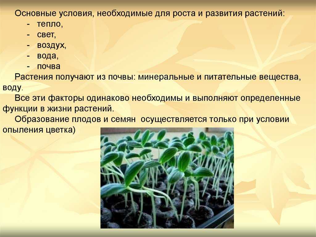 Презентация на тему "тепло в жизни растений и животных" 5 класс