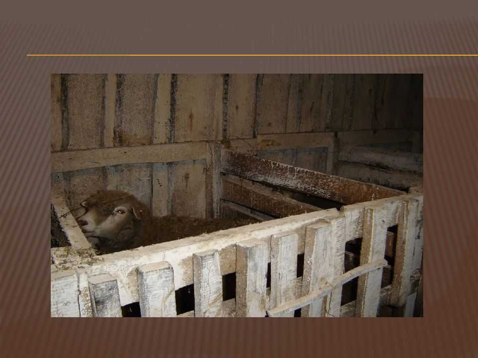 Содержание и выращивание овец и баранов в домашних условиях