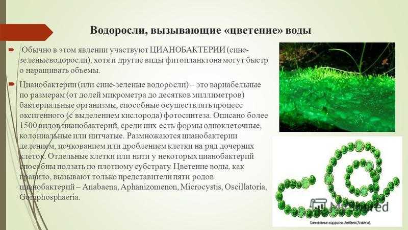 Низшие растения