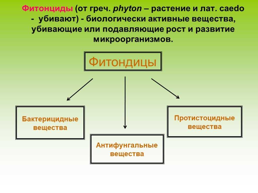 Растительные антибиотики - фитонциды