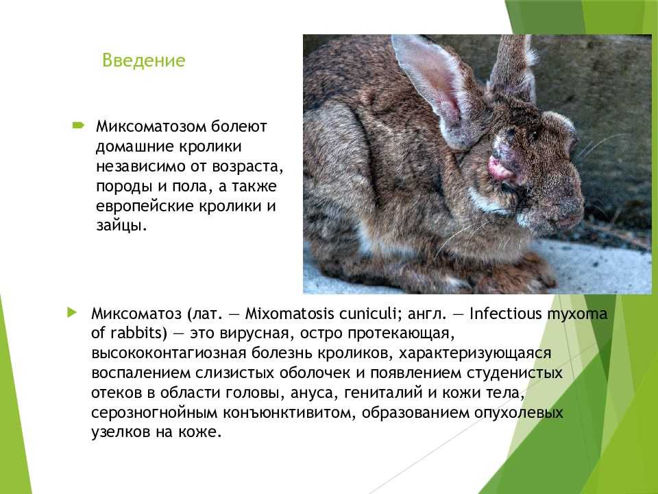 Миксоматоз: диагностика, лечение и профилактика