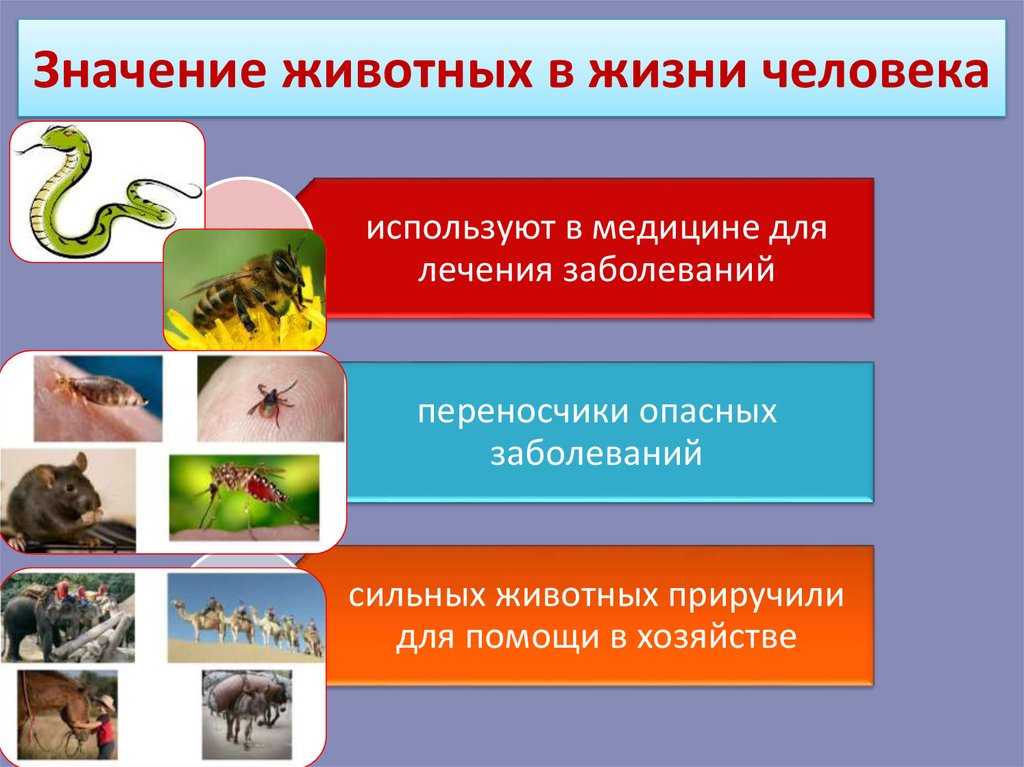 Значение воды в жизни сельскохозяйственных животных