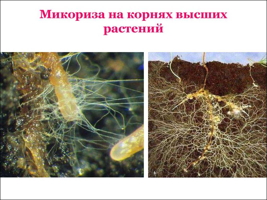 Микориза – определение, примеры, типы и викторина | fissi