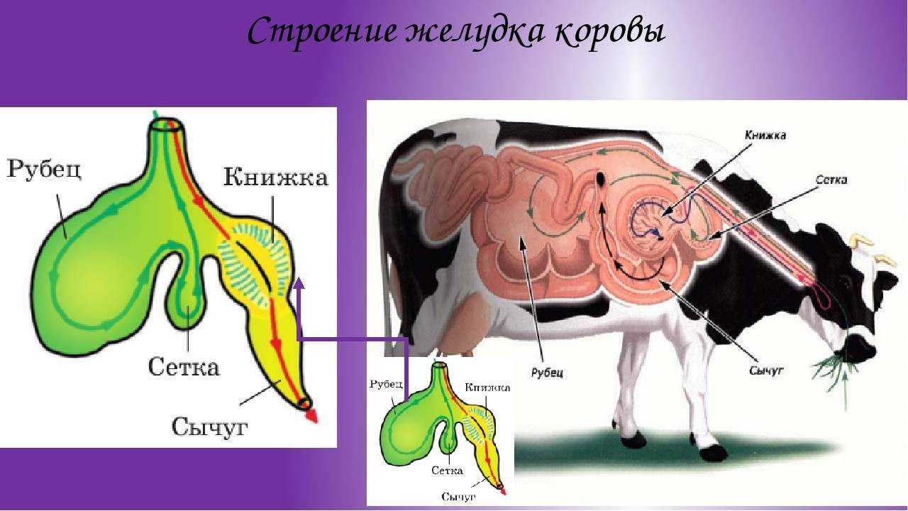 Анатомия и физиология лошади. внутреннее строение и системы лошади