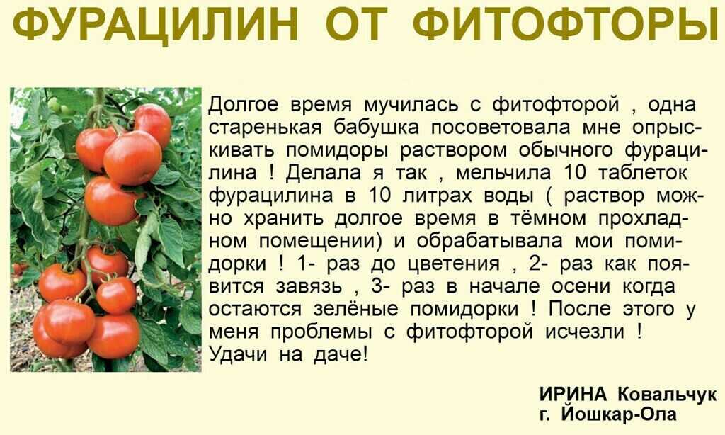Сурепица - характеристика растения » дом, сад и огород - актуальные и полезные советы дачникам и огородникам: посадка, уход, цветы, овощи и фрукты, грибы и ягоды
