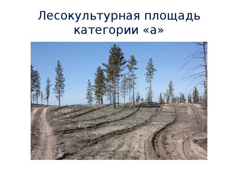 Гост 17559-82 лесные культуры. термины и определения