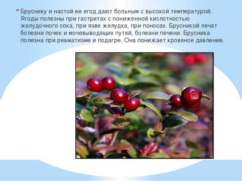 Какие витамины в бруснике полезны для здоровья, использование в медицине и косметологии