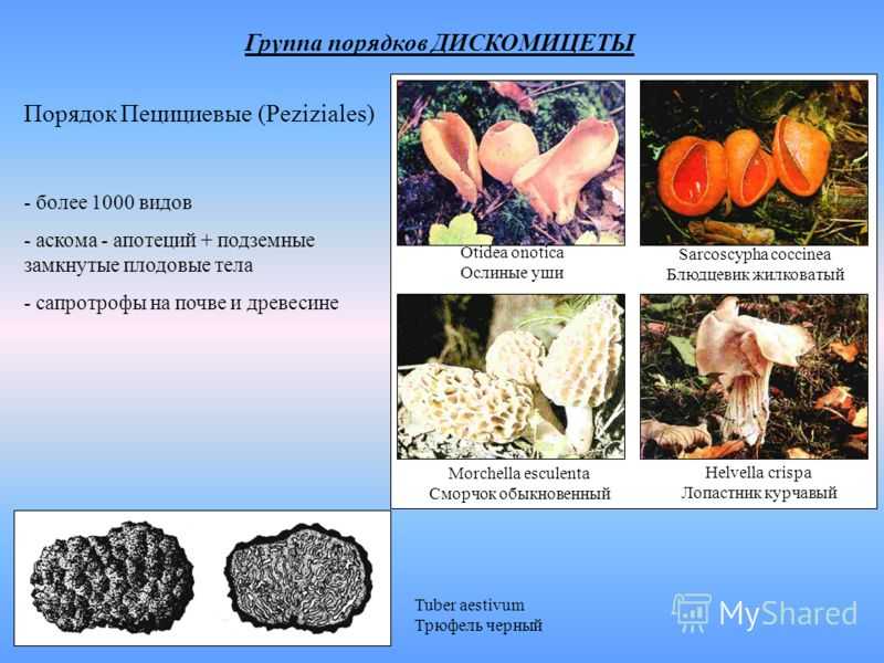 Pezizomycetes - turkcewiki.org