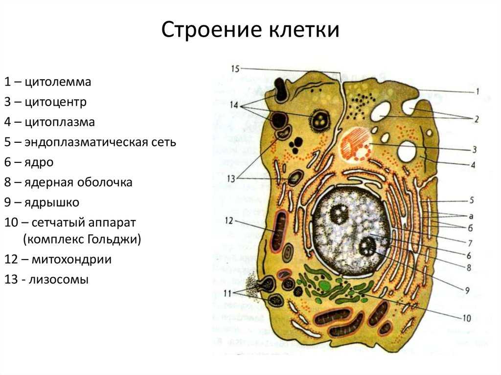Межклеточные контакты — рувики