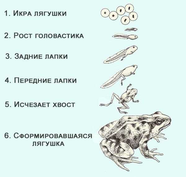 Как и куда откладывают икру шпорцевые лягушки. лягушка откладывает икру или яйца