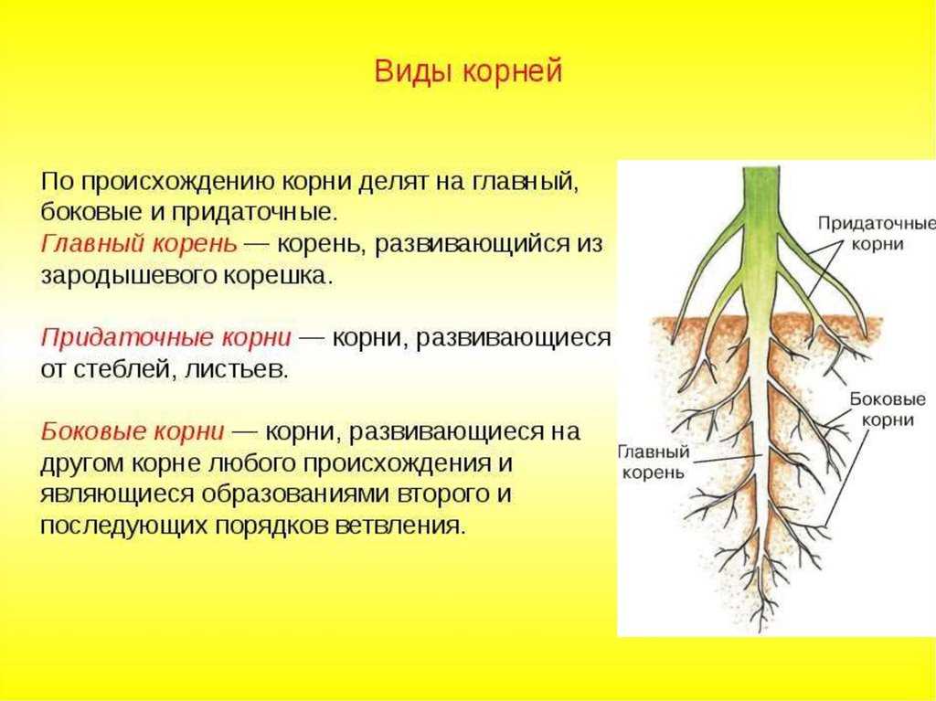 Ветвление (ботаника)