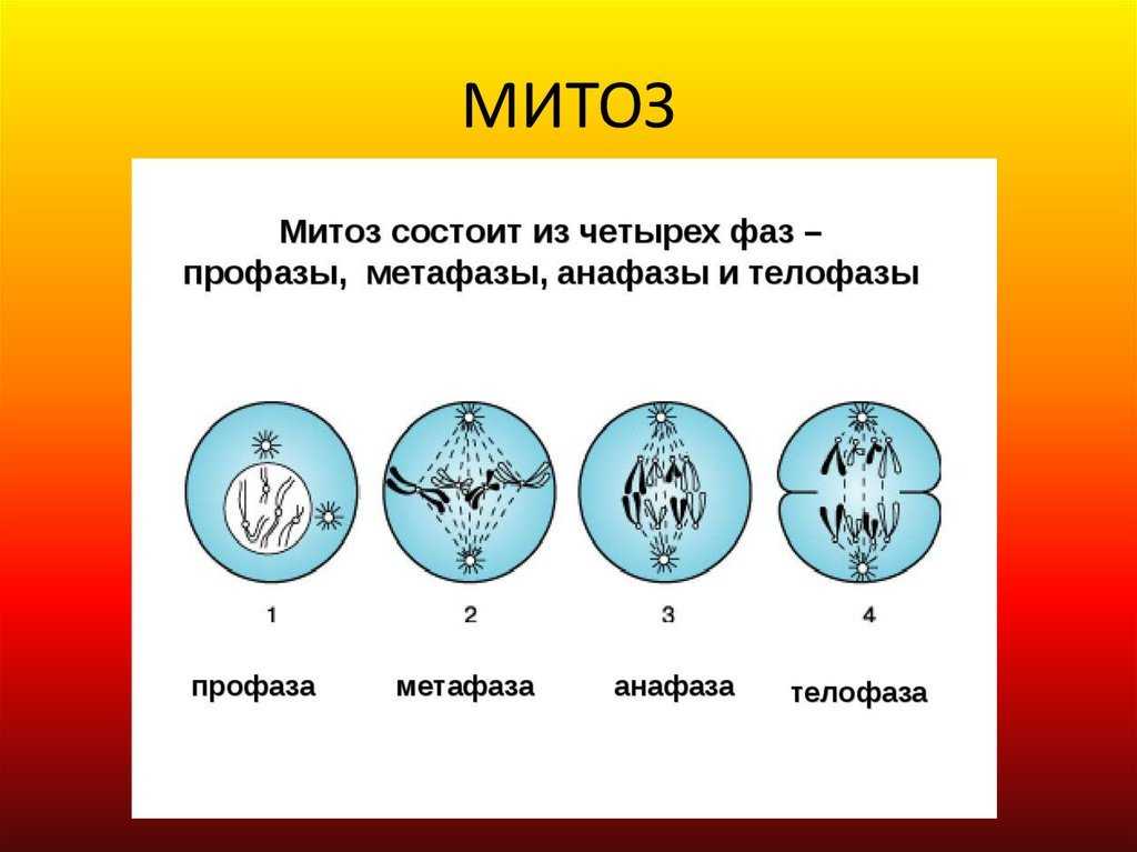 Урок 10: размножение - 100urokov.ru