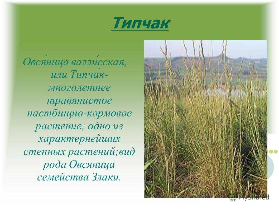 Овсяница (festuca) - ландшафтный дизайн своими руками