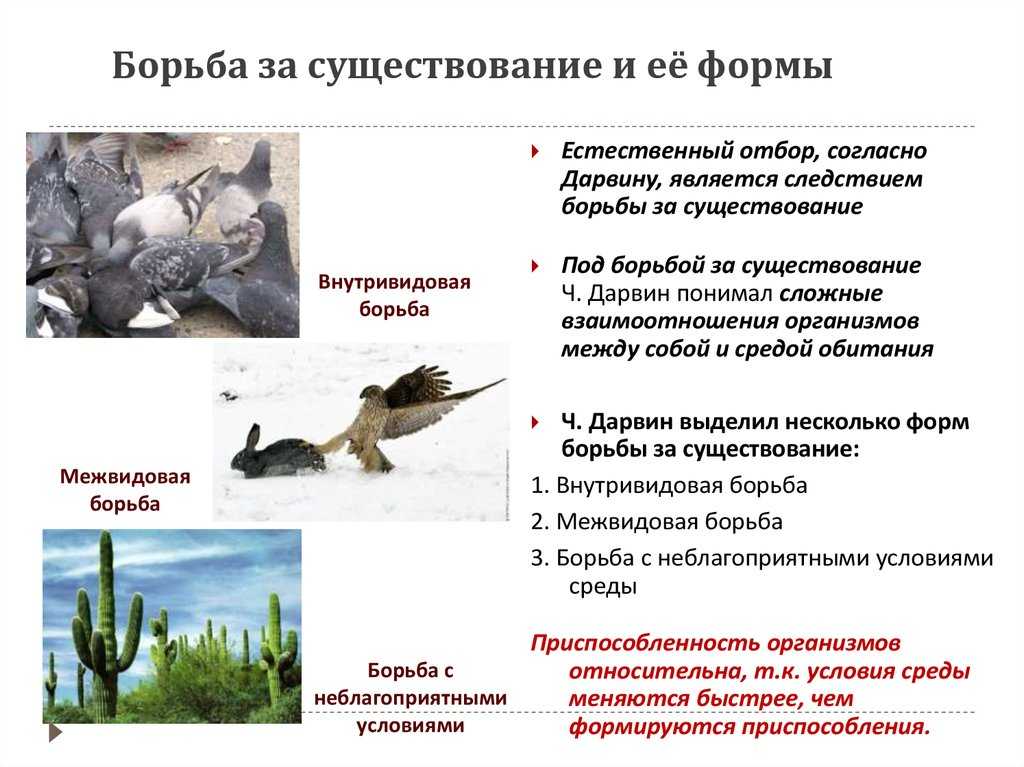 Формы борьбы за существование 11 класс онлайн-подготовка на ростелеком лицей | тренажеры и разбор заданий