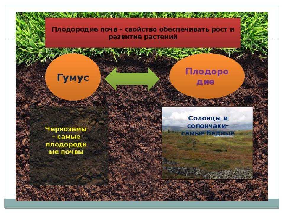 Латерит - frwiki.wiki