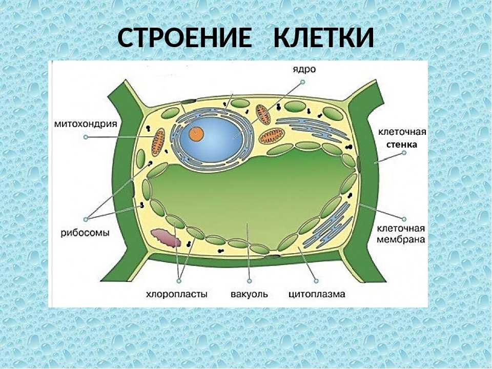 Адгезия клеток
межклеточные контакты презентация, доклад, проект