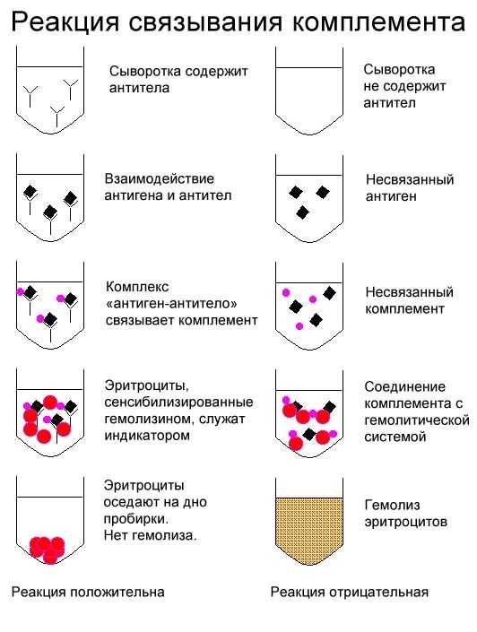 Титр комплемента