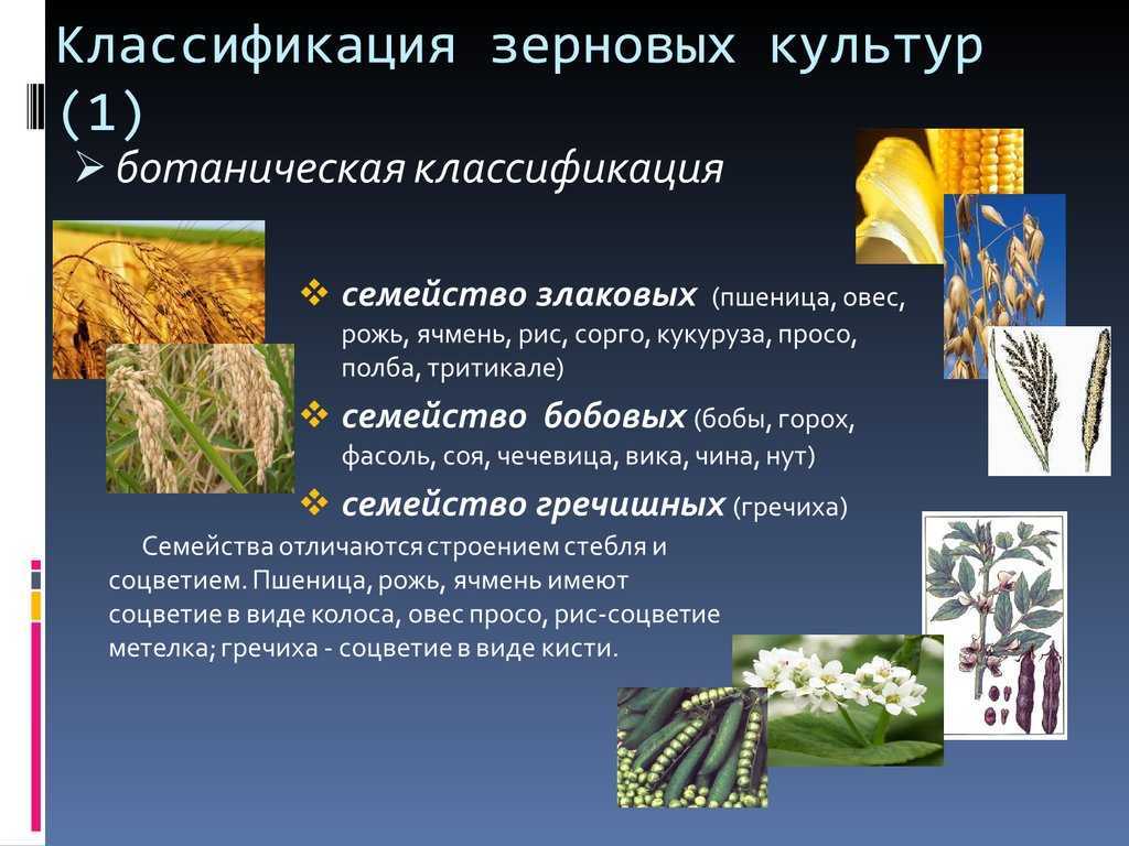 Классификация сена по ботаническому составу. его характеристика и питательная ценность (стр. 1 из 2)