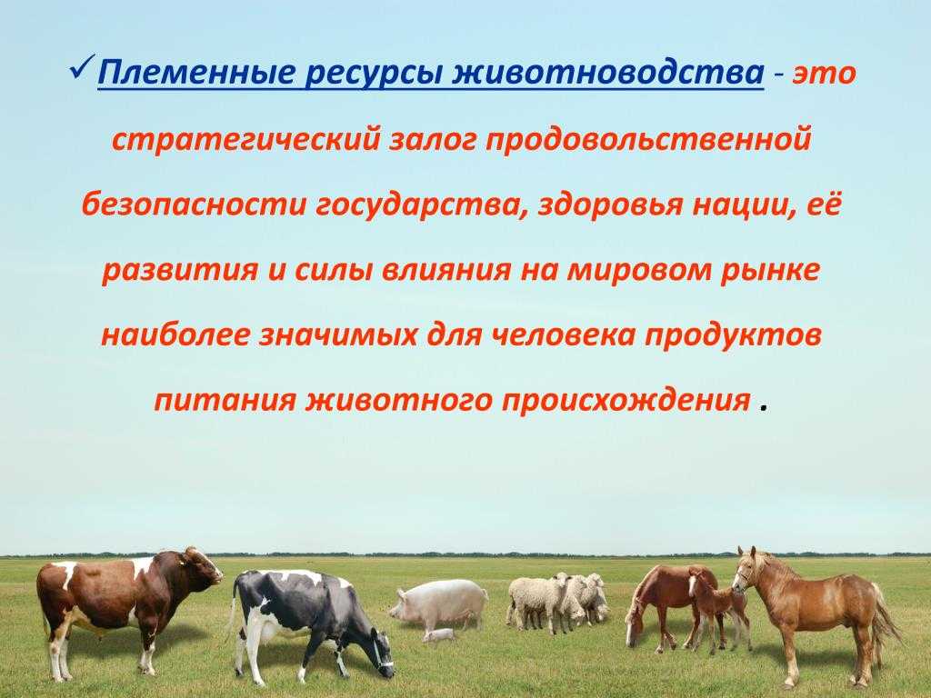 Курсовая работа методы разведения сельскохозяйственного скота