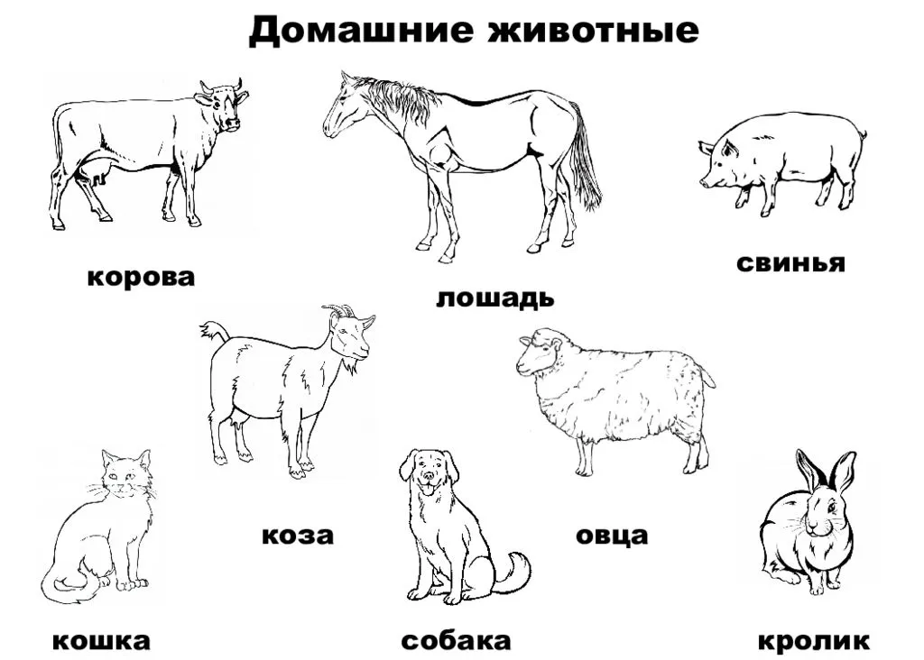 Домашний скот: кто к ним относится? содержание и кормление