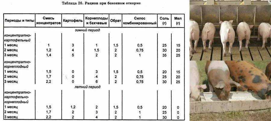 Кормление и содержание хряков