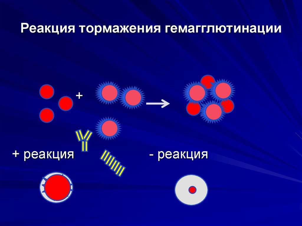 Гемагглютинация