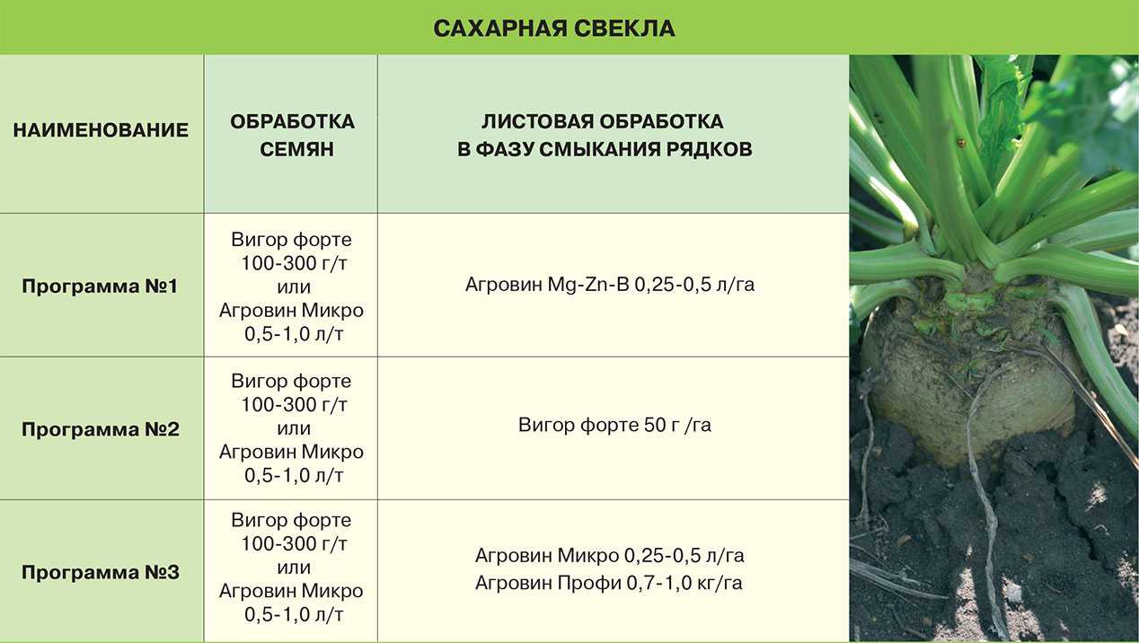 Фото свеклы сахарной и другие сведения о ней: как происходит уборка, где взять семена, какова урожайность с 1 га, а также технология возделывания