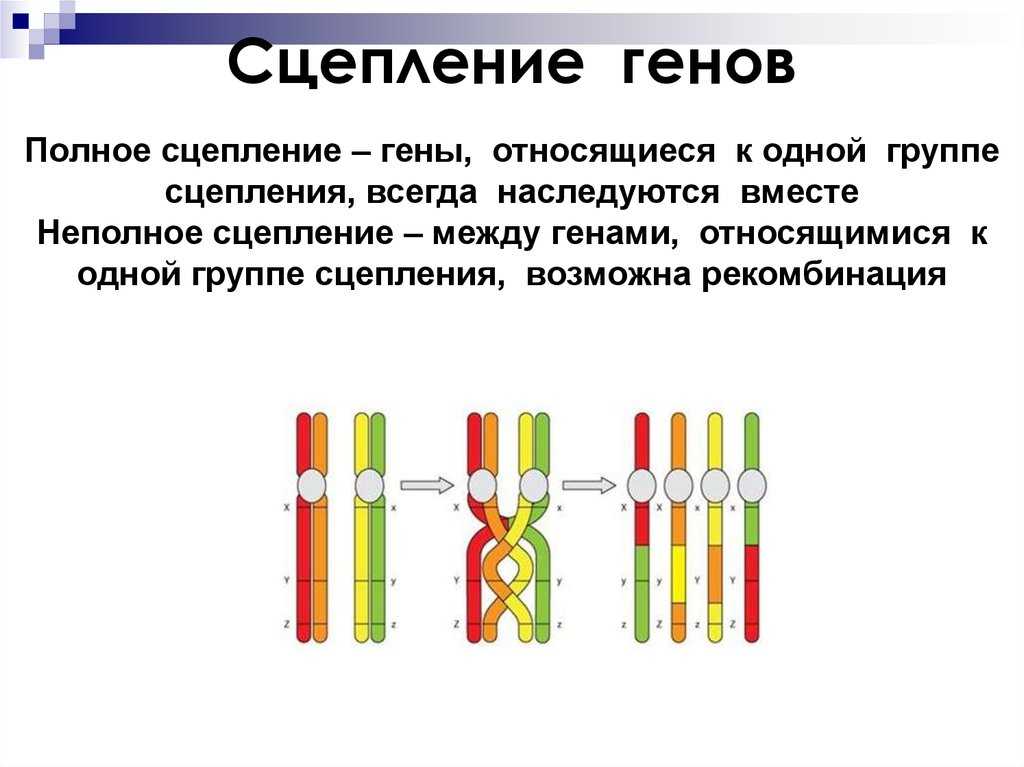 Презентация на тему сцепление генов. кроссинговер