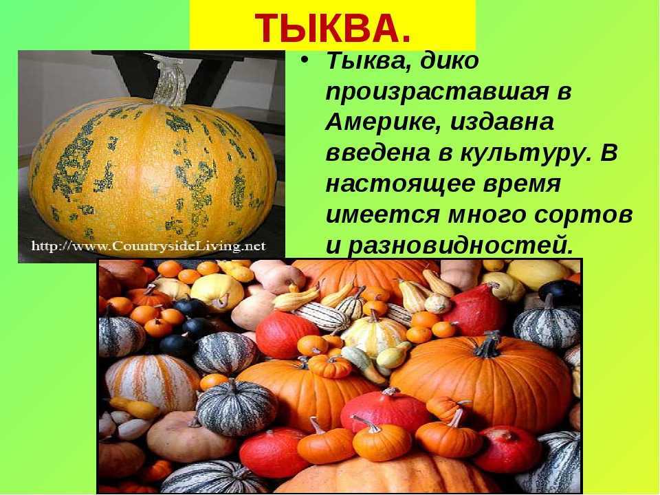 Растения семейства тыквенных. технологии выращивания