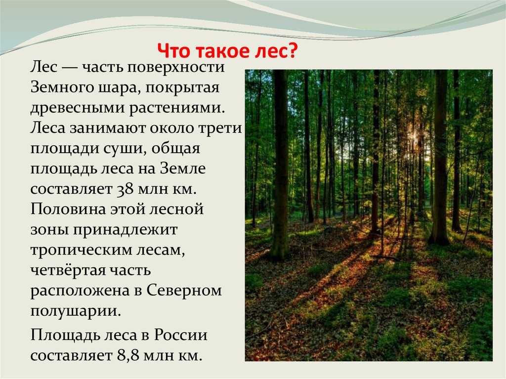 Реферат: лес и человек