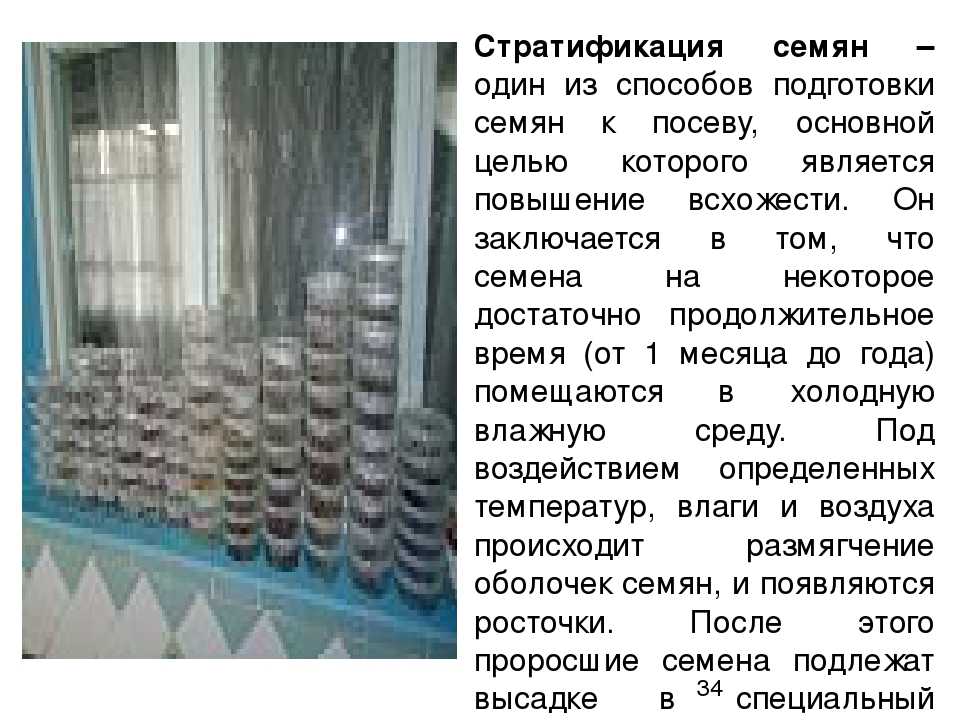 Семя