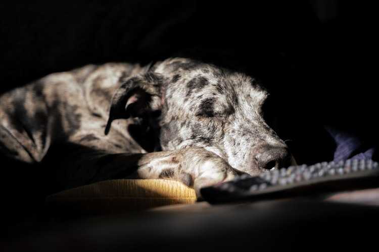 Чумка у собак и щенков: первые симптомы, возможное лечение и прогнозы