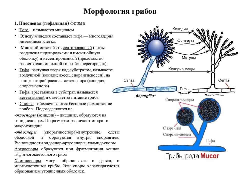 10 самых распространенных микроскопических грибов - наука - 2023