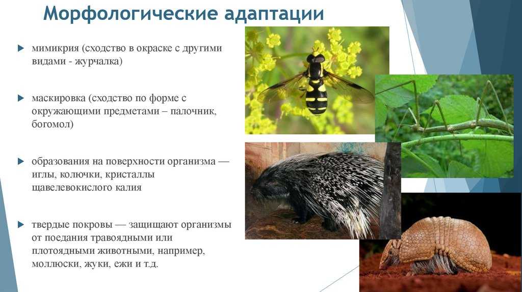 Физиологические адаптации презентация, доклад, проект