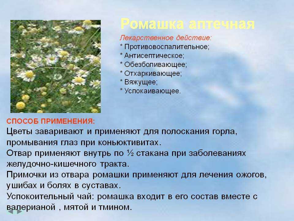 Ромашка аптечная: лечебные свойства и противопоказания