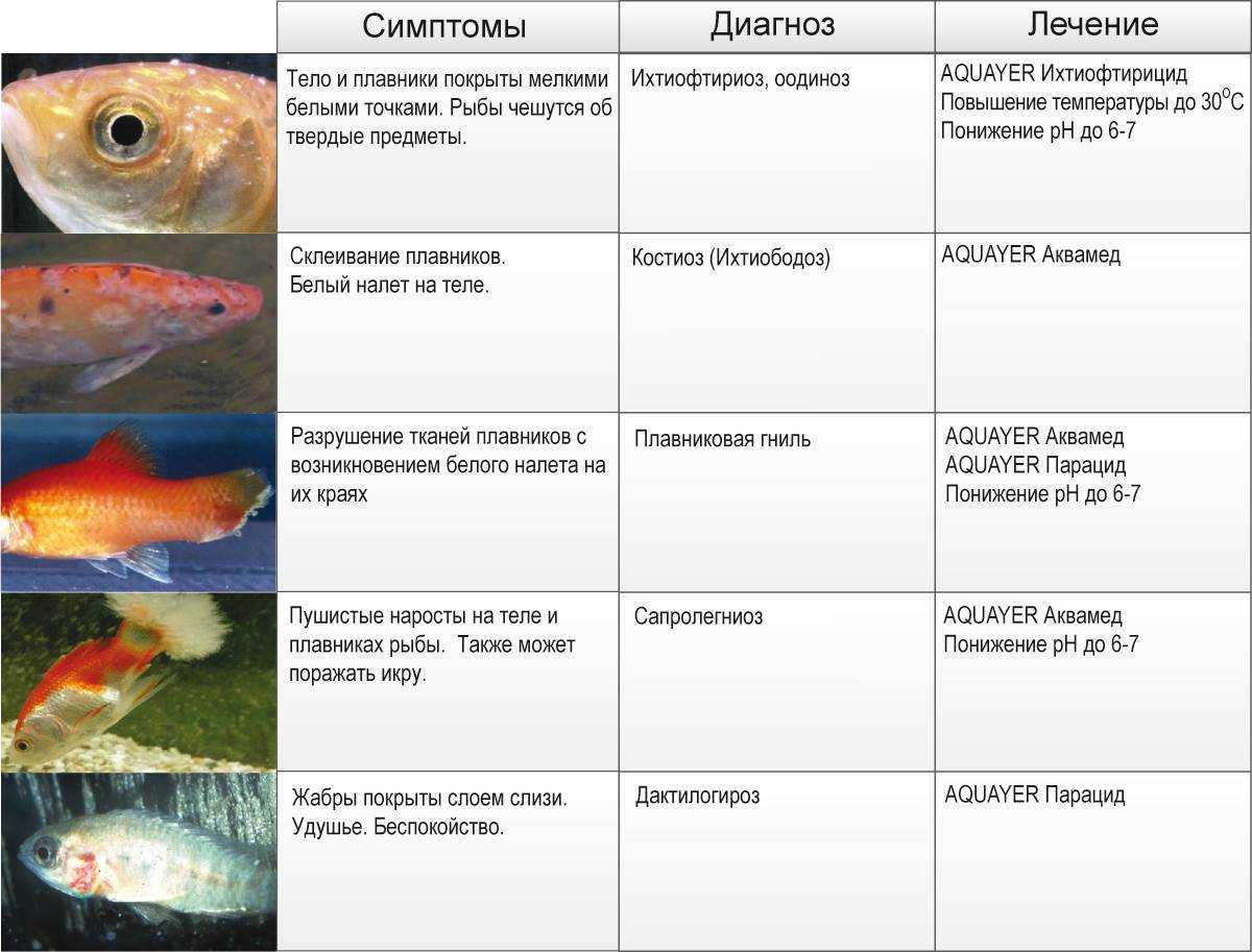 Глава iii. методы диагностики болезней рыб. «болезни аквариумных рыб» | корзюков ю а