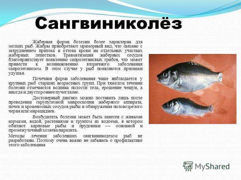 Сангвиниколез - зооветеринарный портал беларуси 1vet.by