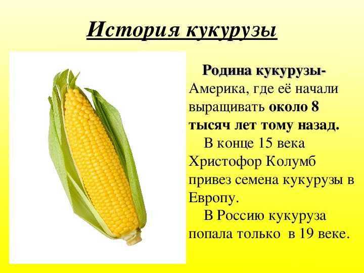 Что такое кукуруза — это овощ, фрукт, ягода, зерно или бобовые?