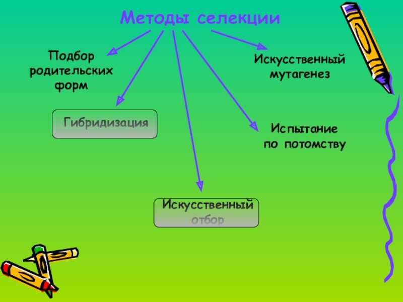 Основы селекции презентация, доклад, проект на тему
