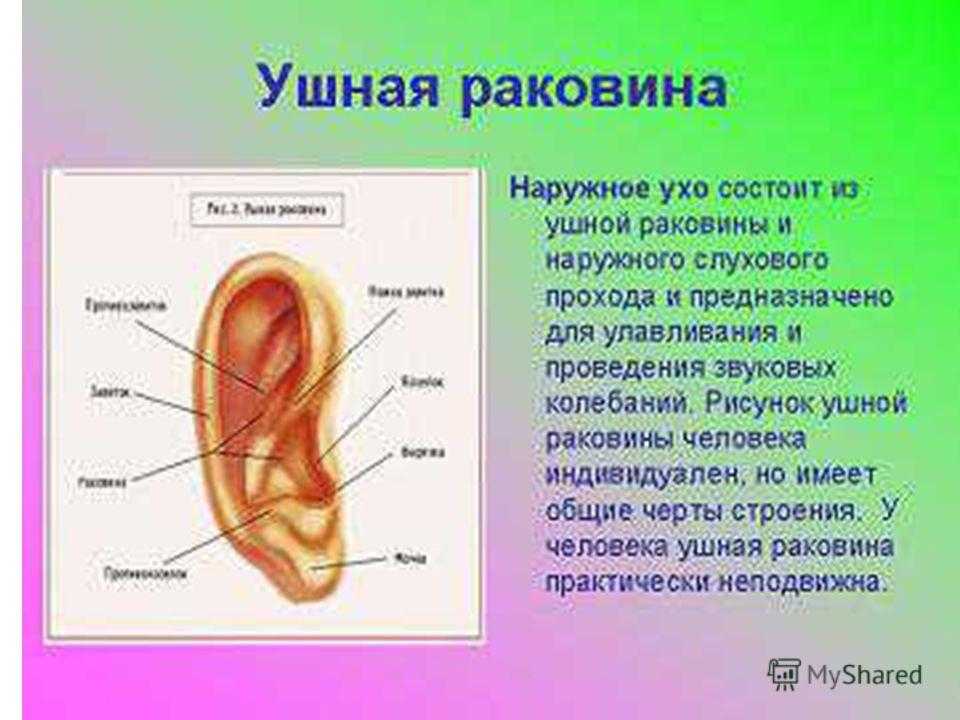 Дикий кабан