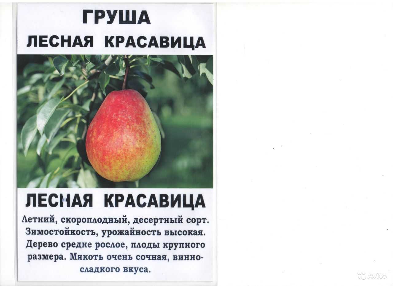 Груша дичка: описание, лечебные свойства и противопоказания