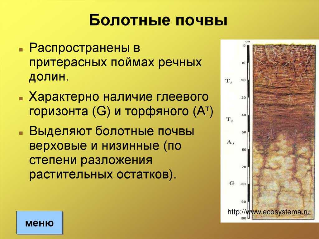 Сообщение про торфяные почвы